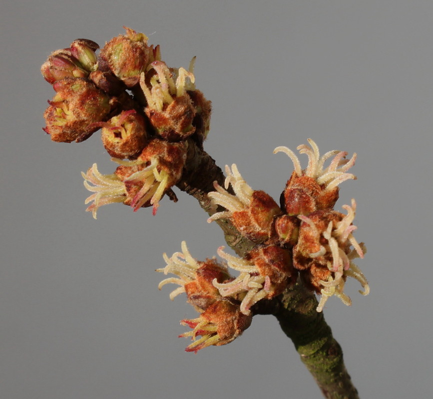Image of Acer saccharinum specimen.