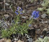 Veronica subspecies nana