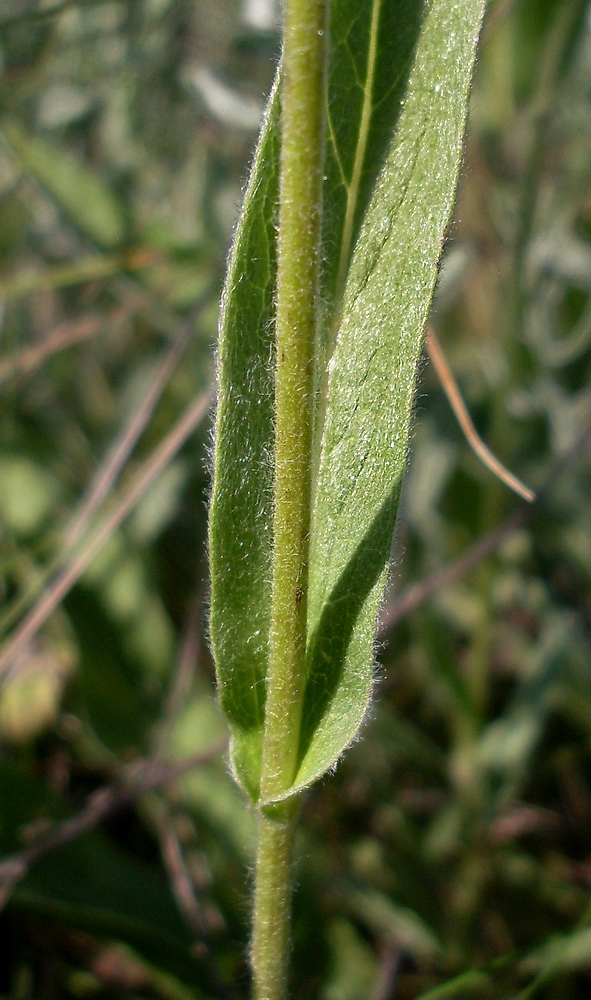 Image of Inula oculus-christi specimen.