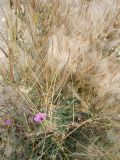 Erodium crassifolium