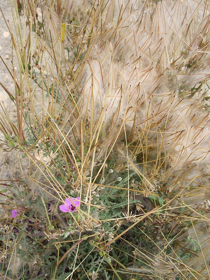 Изображение особи Erodium crassifolium.