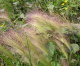 Hordeum jubatum