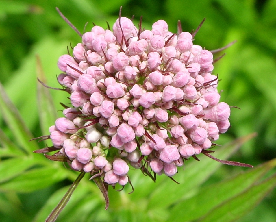 Изображение особи Valeriana coreana.