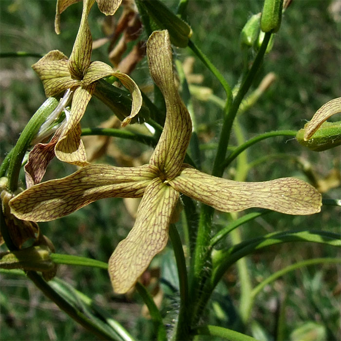 Image of Hesperis tristis specimen.