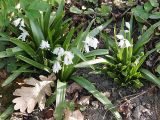 Hyacinthoides hispanica. Цветущие растения в саду. Швеция, Уппсала. 8 мая 2009 г.