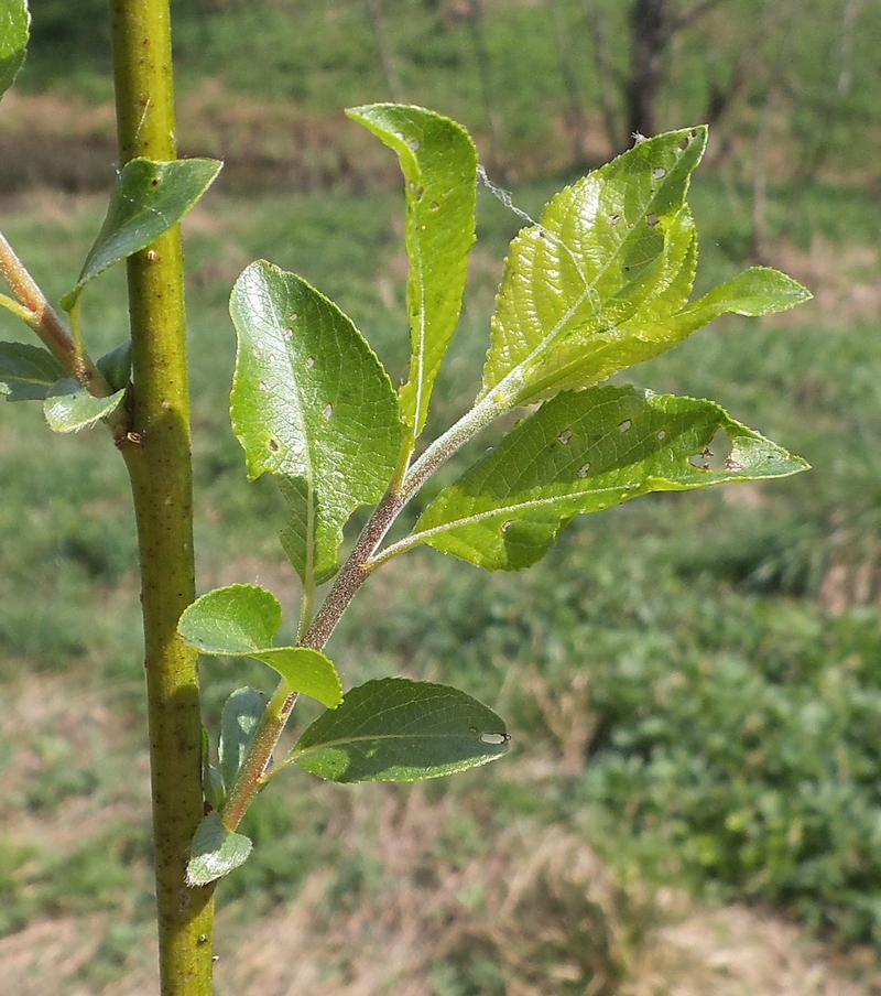 Image of Salix myrsinifolia specimen.