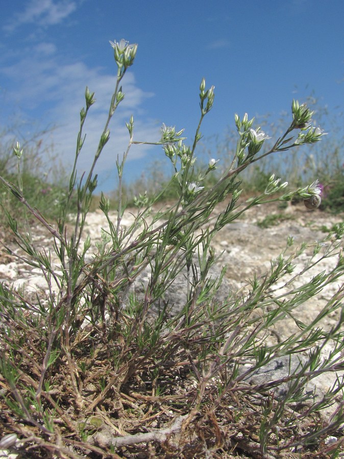 Image of Minuartia euxina specimen.