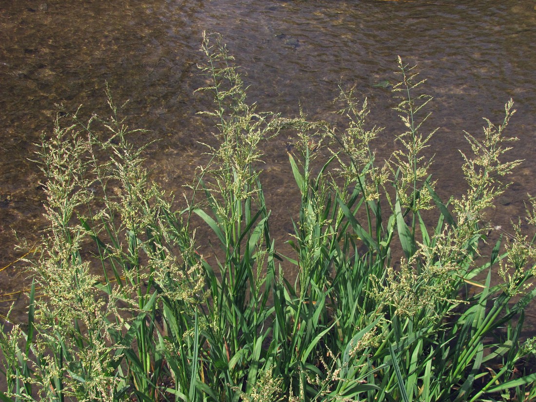 Image of Catabrosa aquatica specimen.