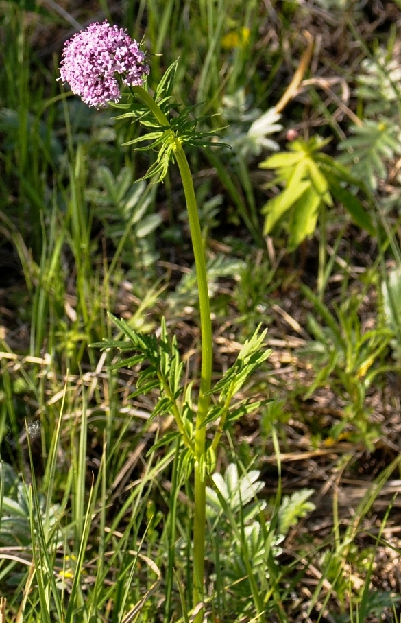 Изображение особи Valeriana officinalis.