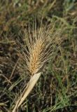 Hordeum geniculatum