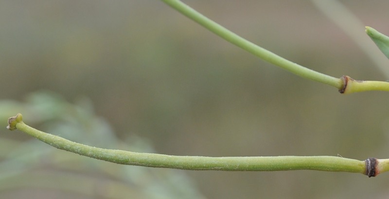 Image of Glaucium flavum specimen.