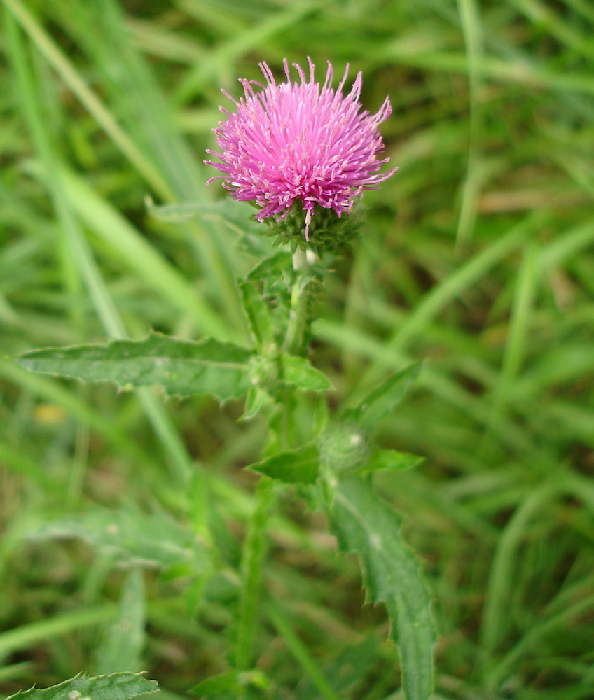 Изображение особи Carduus crispus.