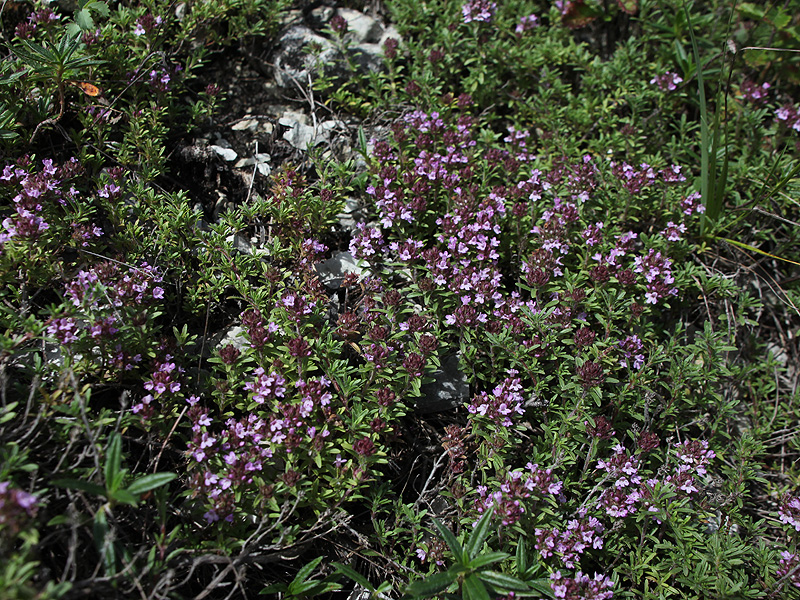 Изображение особи Thymus daghestanicus.