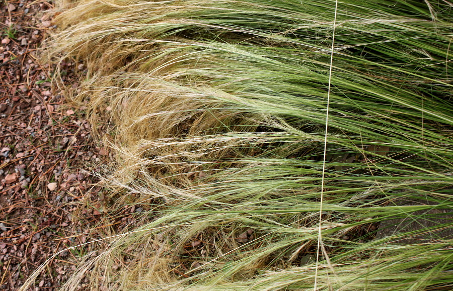 Изображение особи Stipa ucrainica.