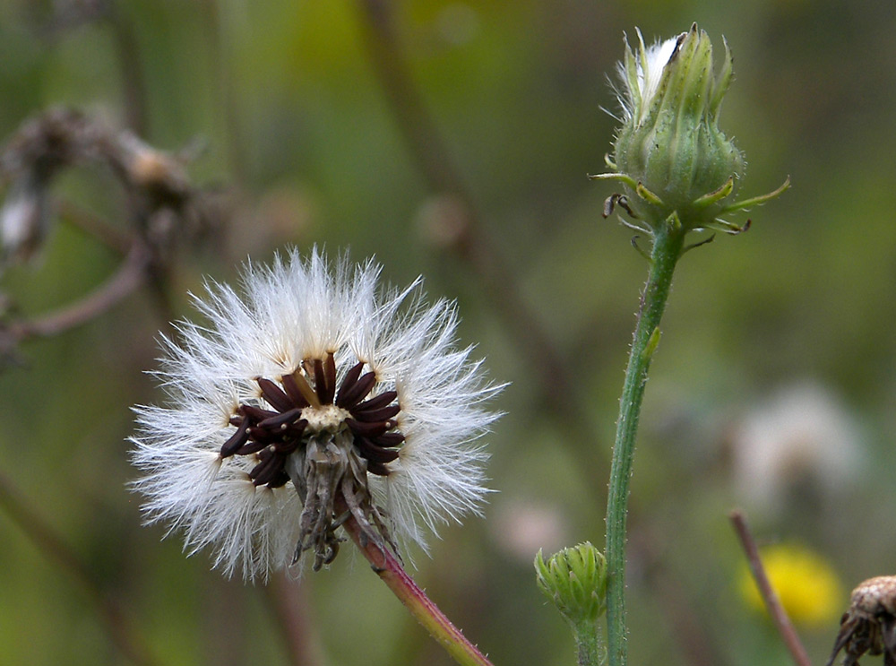 Image of Picris hieracioides specimen.