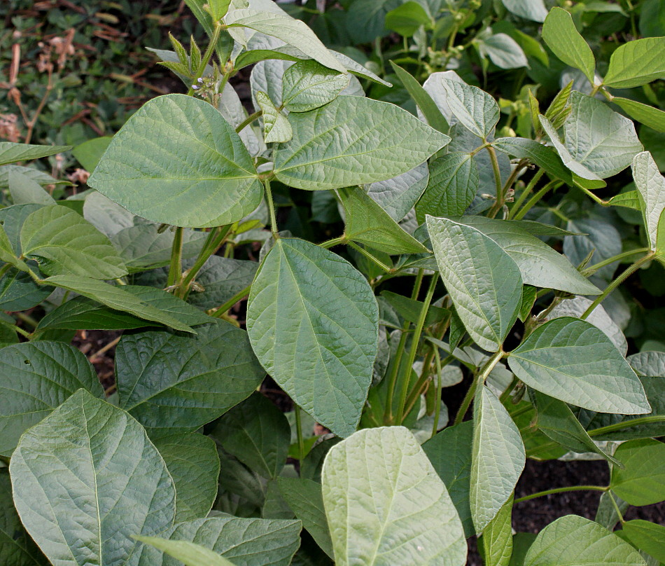 Image of Glycine max specimen.