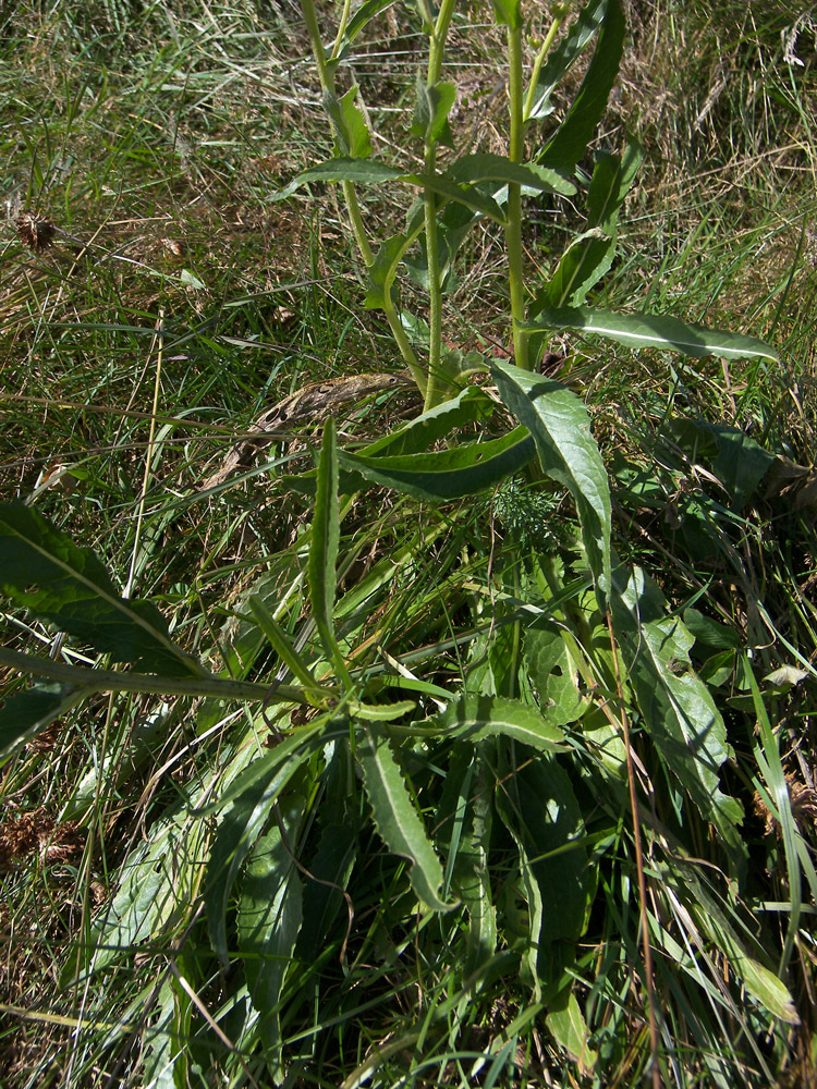 Image of Senecio racemosus specimen.