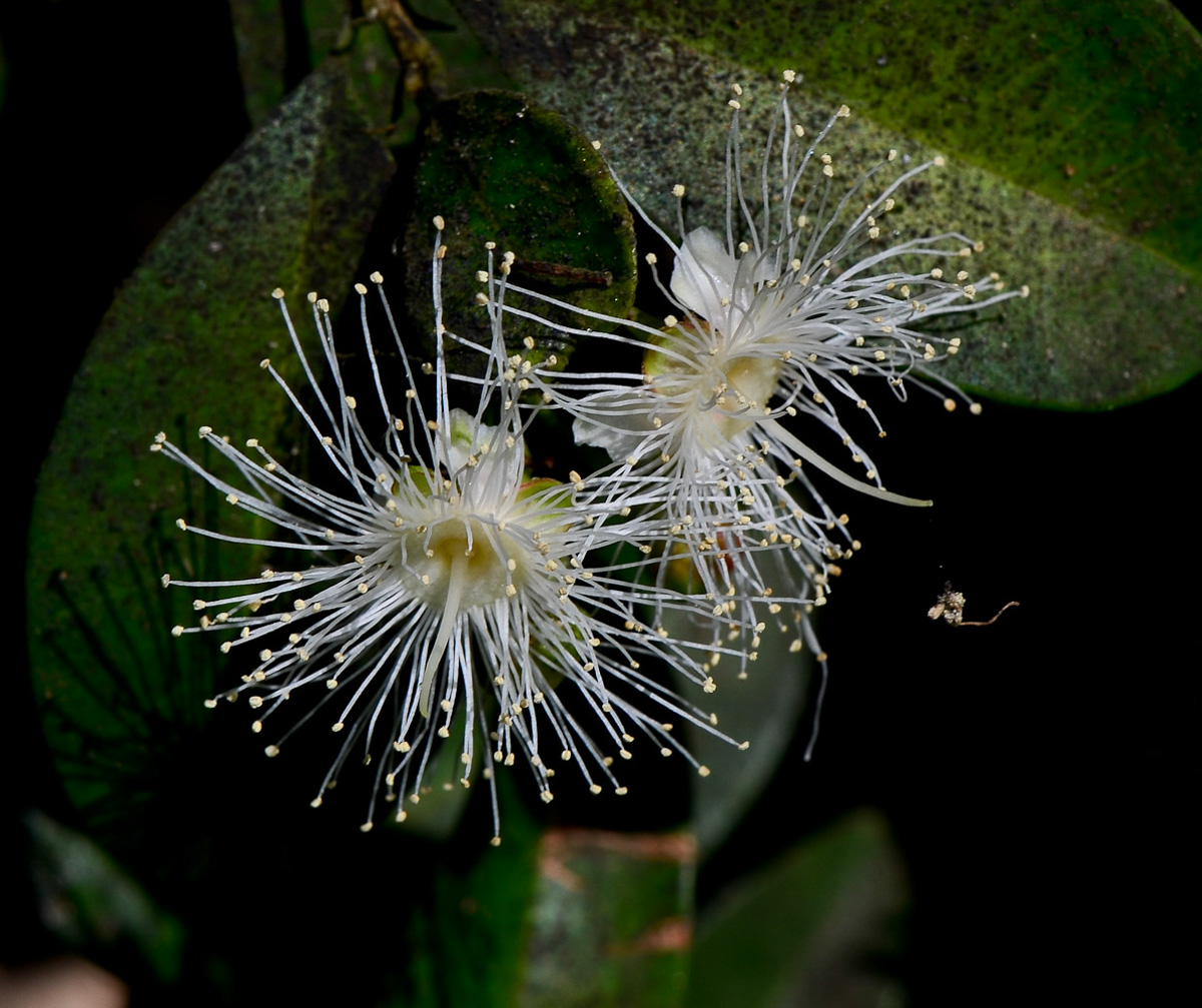 Image of Syzygium australe specimen.