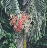 Carpentaria acuminata. Часть кроны с соплодием. Таиланд, национальный парк Си Пханг-нга. 19.06.2013.