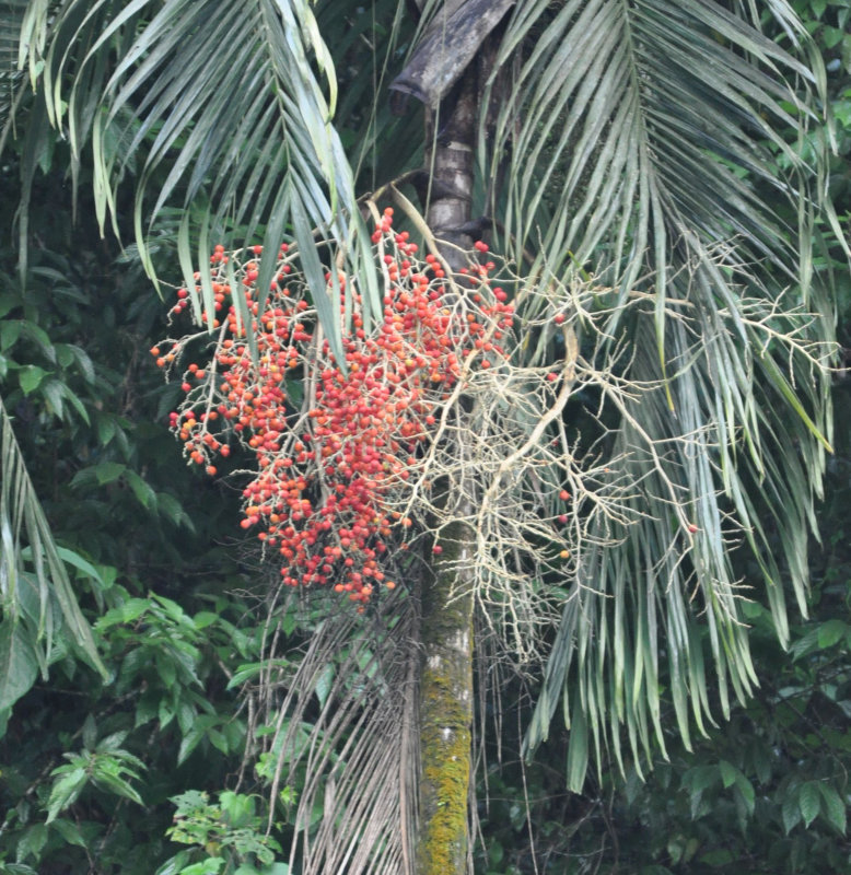 Изображение особи Carpentaria acuminata.