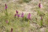 Anacamptis laxiflora subspecies dielsiana. Цветущие растения. Черноморское побережье Кавказа, окрестности Суджукской лагуны, влажный луг. 13 мая 2013 г.