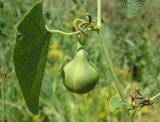 Aristolochia clematitis