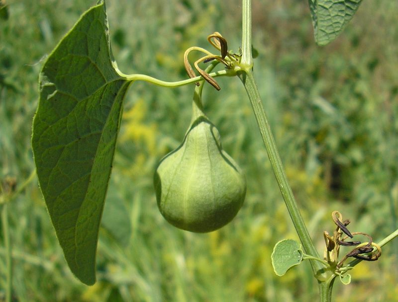 Image of Aristolochia clematitis specimen.