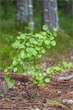 Populus tremula. Молодое растение. Карелия, Лоухский р-н, окр. пос. Чкаловский, Белое море, о. Чернышёв. 15.06.2013.