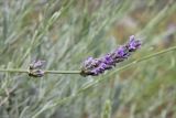 Lavandula angustifolia