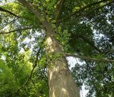 Quercus coccinea