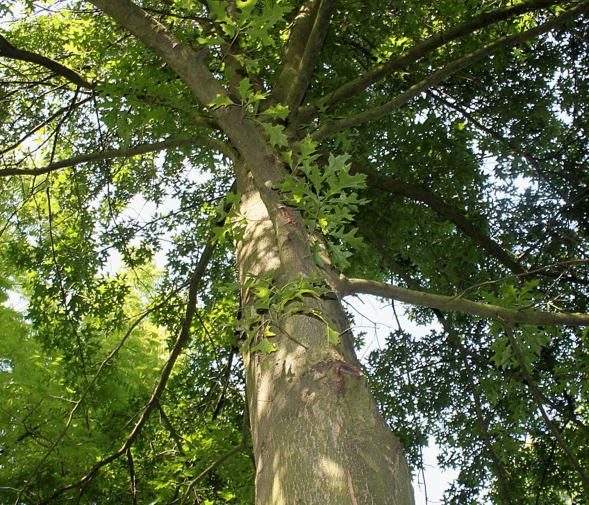 Изображение особи Quercus coccinea.