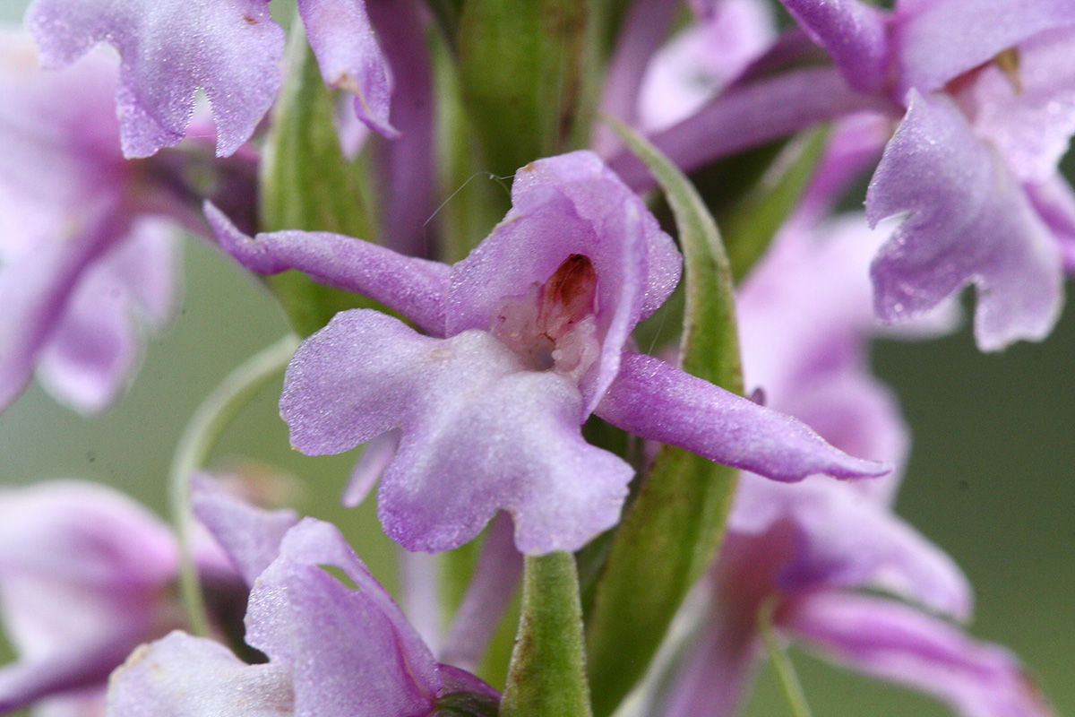 Image of Gymnadenia conopsea specimen.
