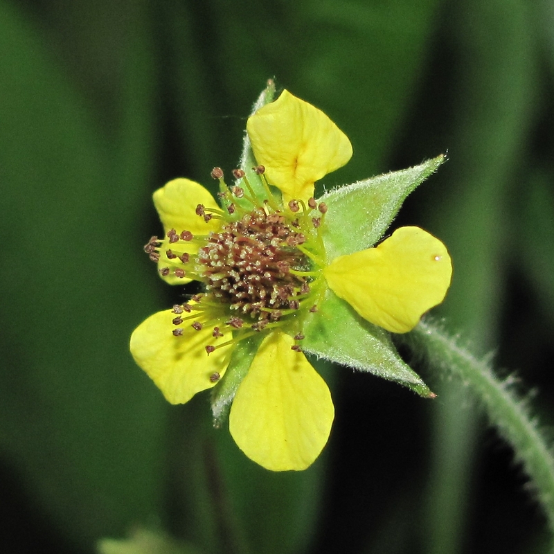 Изображение особи Geum urbanum.