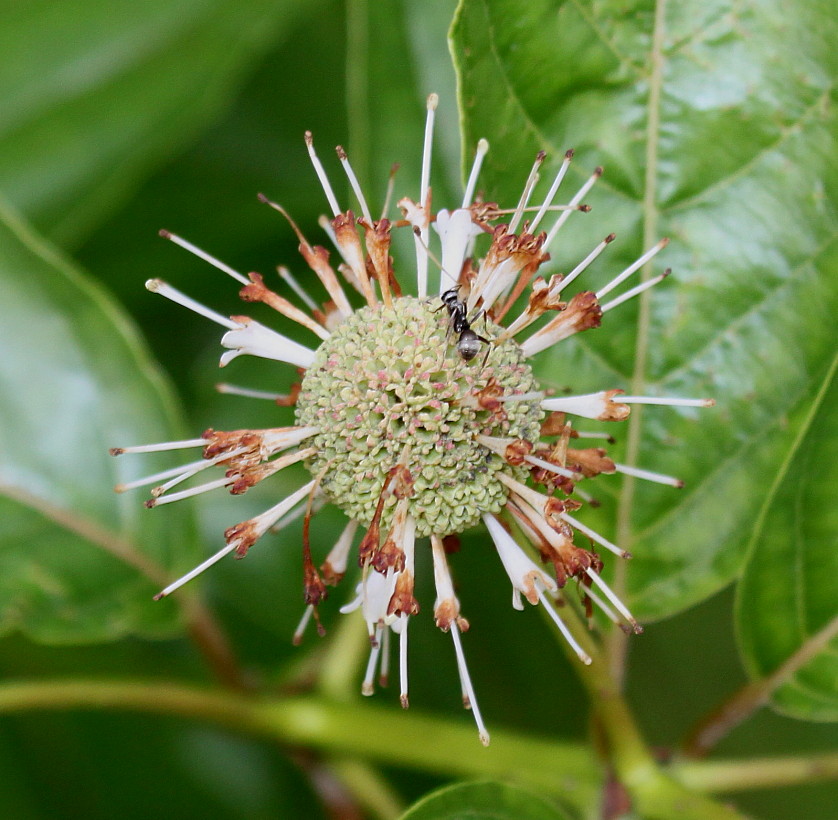 Изображение особи Cephalanthus occidentalis.