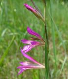 Gladiolus italicus