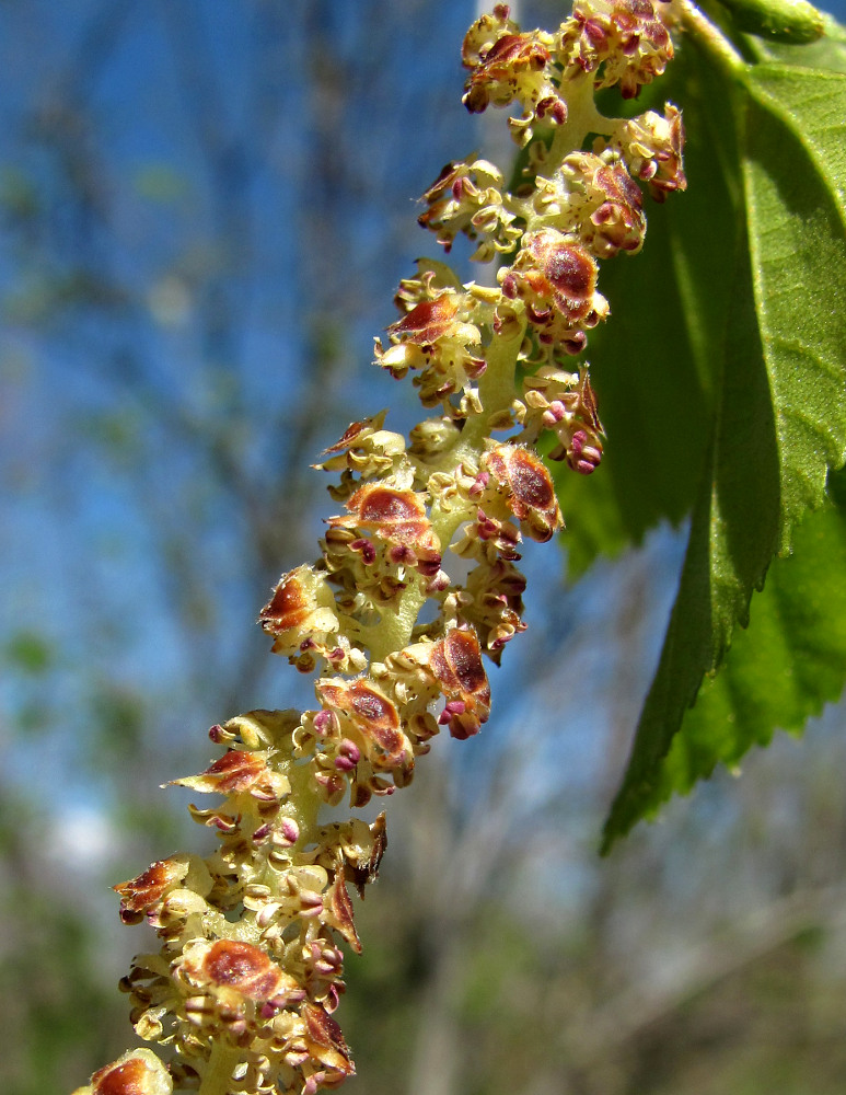 Image of Betula pendula specimen.