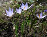 Crocus reticulatus