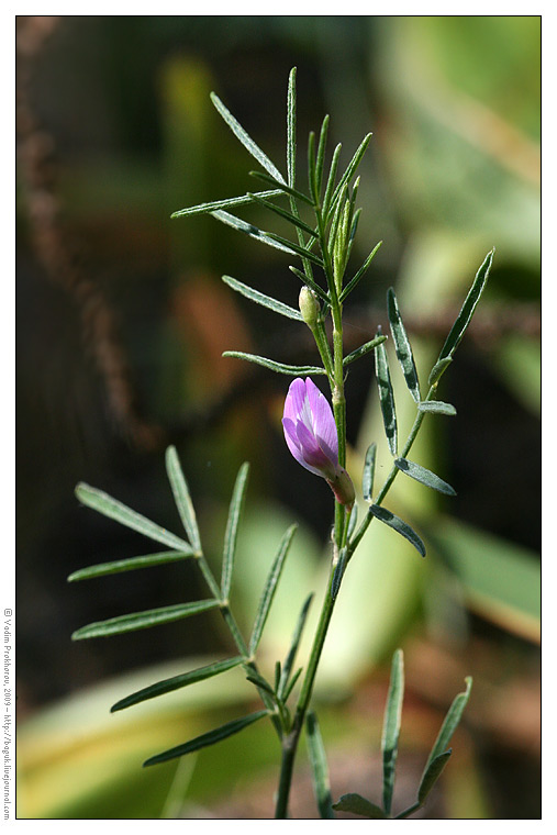 Image of Astragalus arenarius specimen.