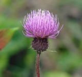 Cirsium serratuloides