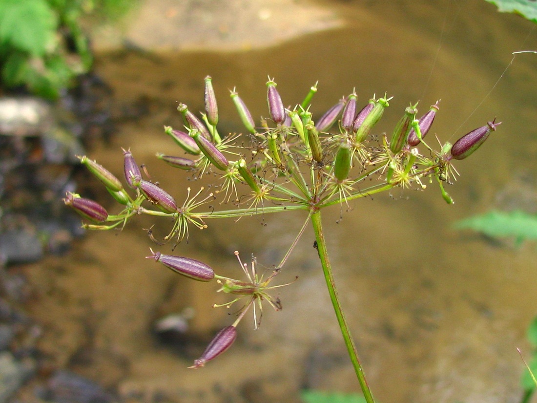 Изображение особи род Chaerophyllum.