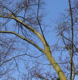Nothofagus × alpina. Верхняя часть скелетной ветви. Германия, г. Дюссельдорф, Ботанический сад университета. 02.03.2014.