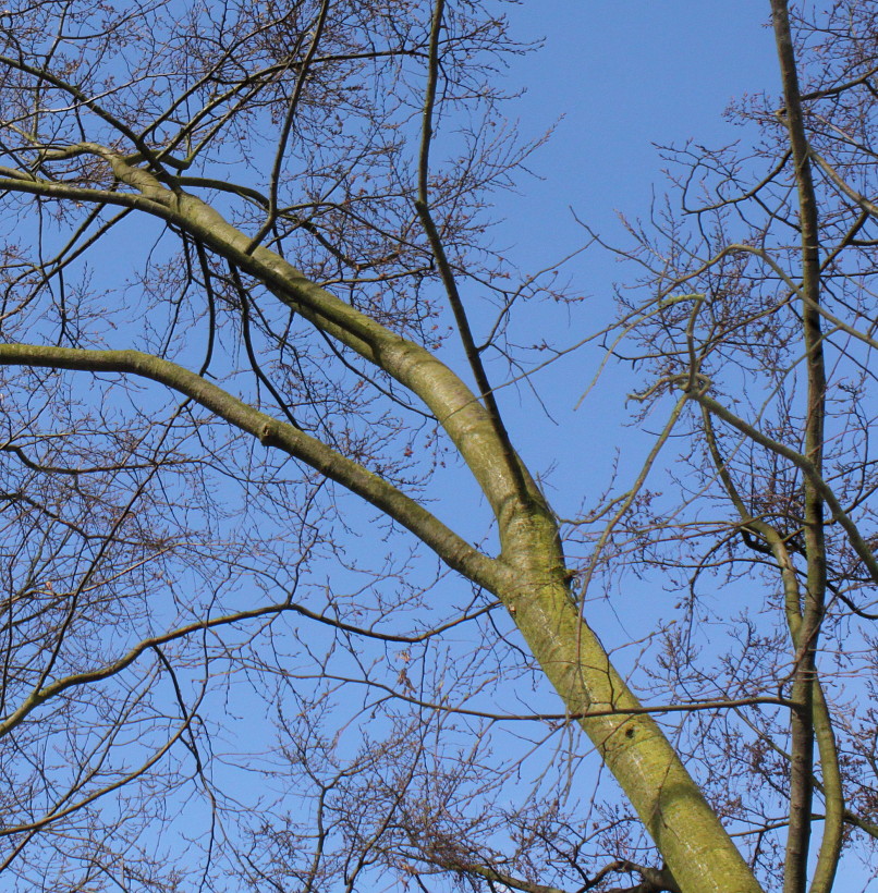 Image of Nothofagus × alpina specimen.