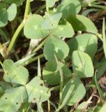 Trifolium spumosum. Листья. Израиль, г. Кирьят-Оно, газон. 22.03.2014.