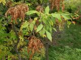 Fraxinus pennsylvanica