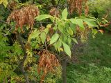 Fraxinus pennsylvanica. Ветви молодых деревьев с соплодиями. Ростовская обл., окр. г. Азов, вторичный пойменный прирусловой лес с включением древесных интродуцентов. 15.09.2013.