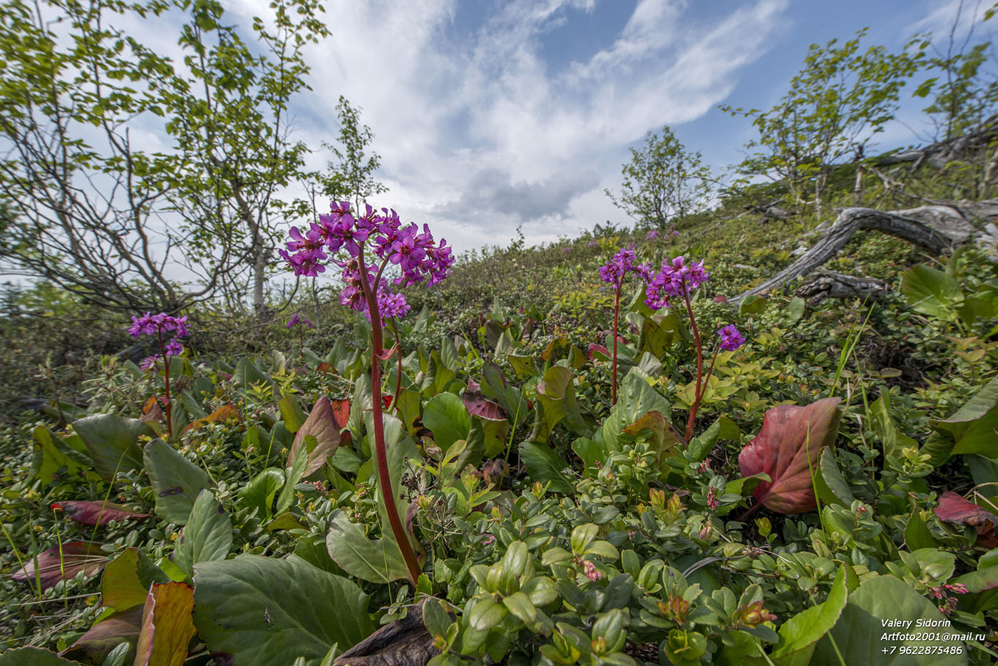 Изображение особи Bergenia pacifica.