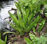 Phyllitis scolopendrium