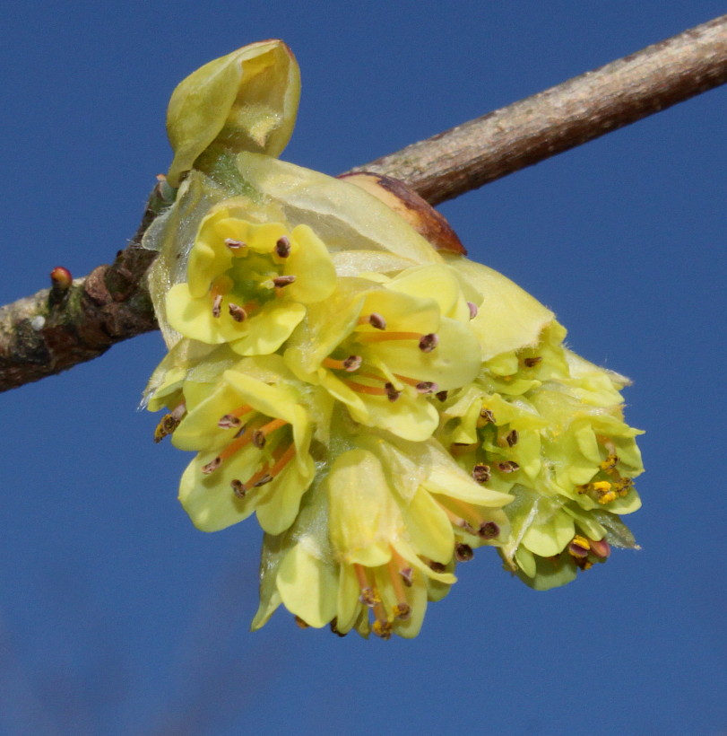 Изображение особи Corylopsis sinensis.