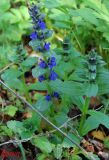 Ajuga genevensis