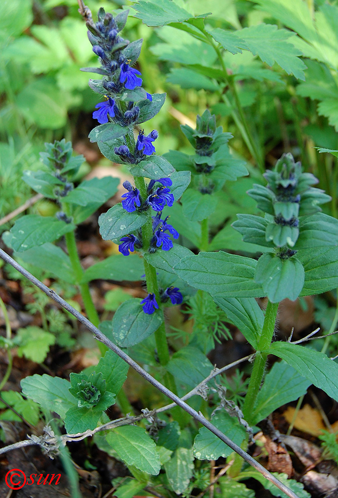 Image of Ajuga genevensis specimen.